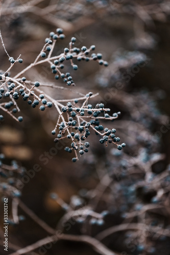 Privet (LIgustrum) branch full of frozen berries in winter garden