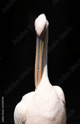 Close up of pink backed pelican photo