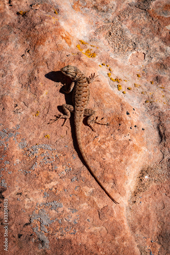 Eastern Fence Lizard sunning himself on the Utah desert floor inside Canyonlands National Park