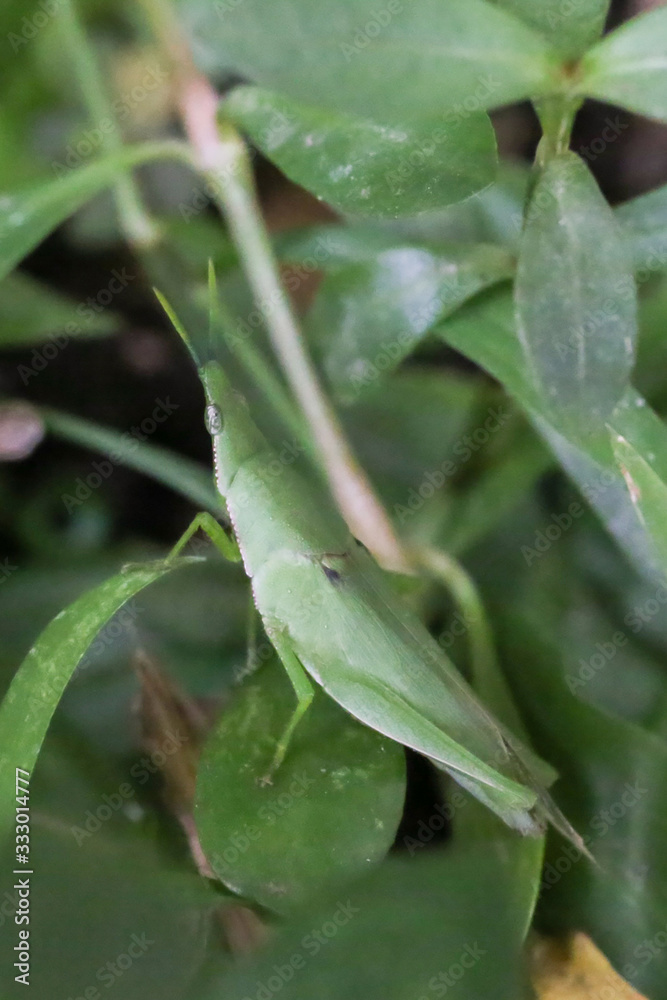 Rice grasshoppers close up detail green grasshopper on green leaves disguised Rice grasshoppers close up detail green grasshopper on green leaves disguised