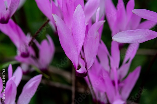 Head of purple cyclamen wild flowers in Lebanon