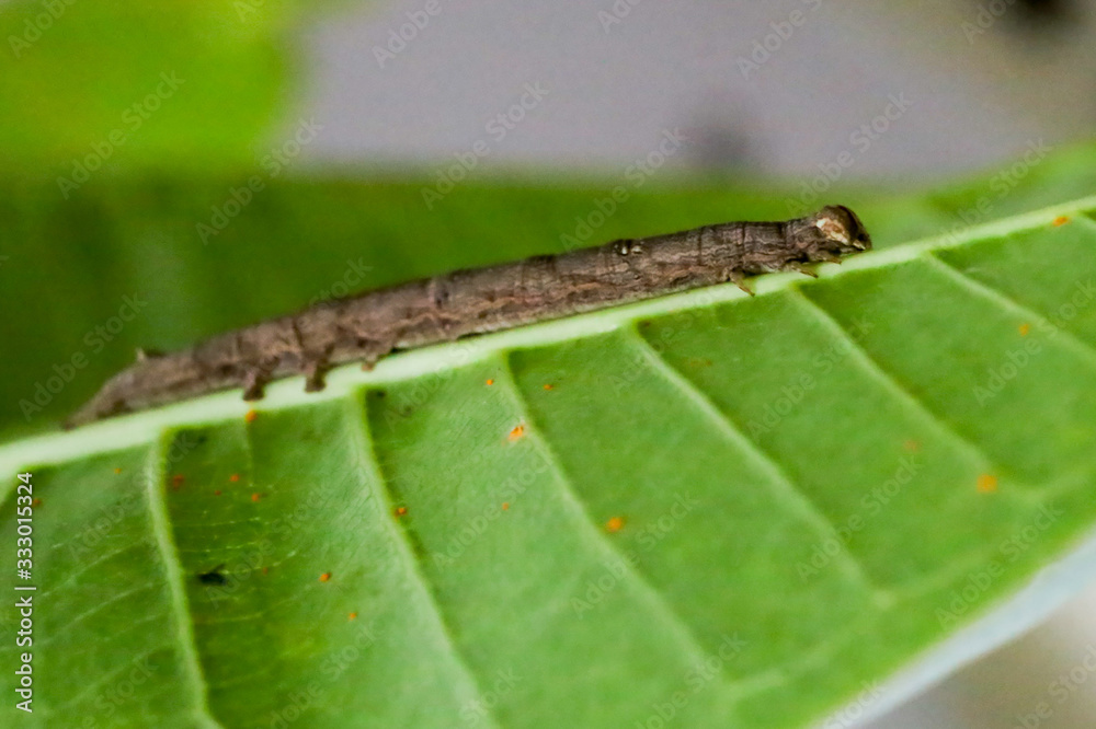 Brown caterpillar on a leaf, eating and crawling on green leaves