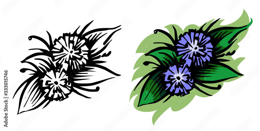 Beautiful blue flower. Isolated vector. Two set options: monochrome black and white sketch and full-color illustration. Herbaceous plant. View from above. White background. Decorative element. Beautiful blue flower. Isolated vector. Two set options: monochrome black and white sketch and full-color illustration. Herbaceous plant. View from above. White background. Decorative element.