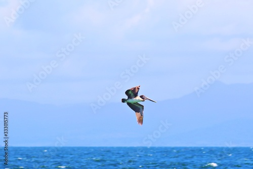 Pelikan fliegt übers Meer