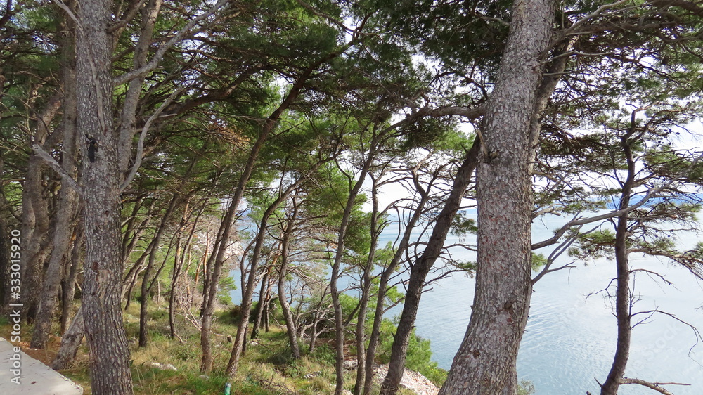 Cypress tree in croatia dalmatia Cypress tree in croatia dalmatia