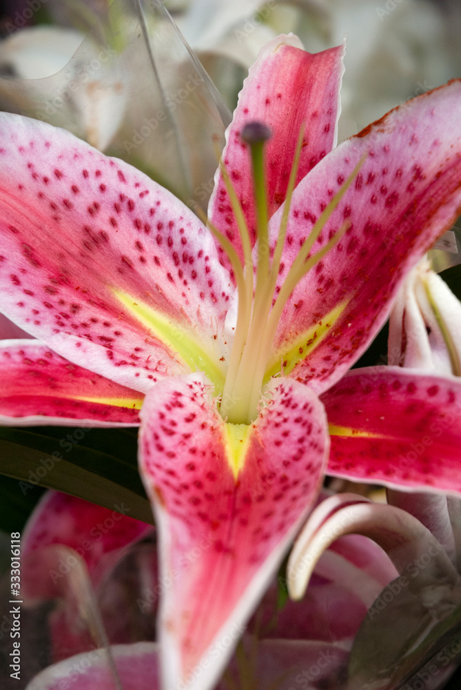 Fresh lilies in Hong Kong dry market, brightly colored aromatic flowers for sale. Fresh lilies in Hong Kong dry market, brightly colored aromatic flowers for sale.