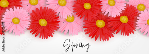 Spring banner or header background with pink and red daisy flowers. Vector illustration.