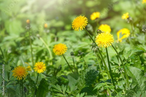 Field of yellow dandelions. Taraxacum officinale, the common dandelion