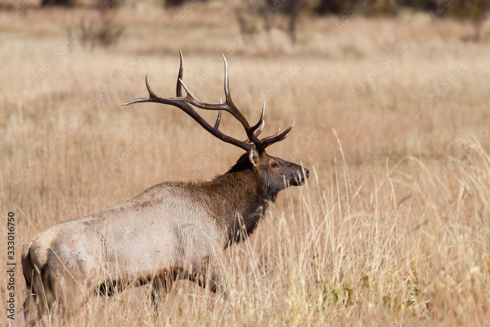 Fototapeta premium Elk of The Colorado Rocky Mountains