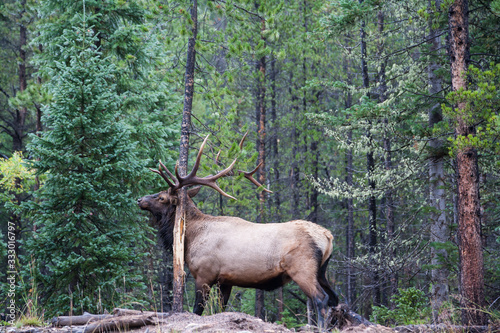 Elk of The Colorado Rocky Mountains © Gary