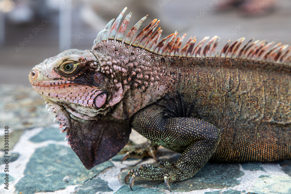 Iguana Basking in the sun Iguana Basking in the sun