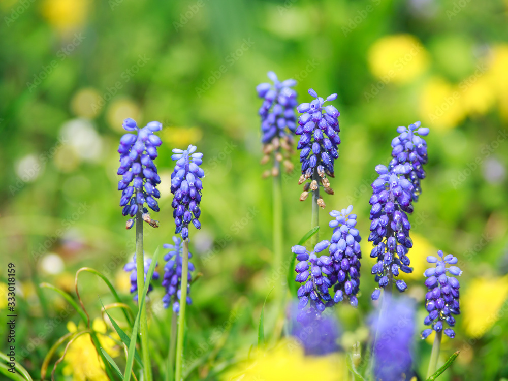 Colorful blooming wildflowers in spring meadow, beauty of nature Colorful blooming wildflowers in spring meadow, beauty of nature