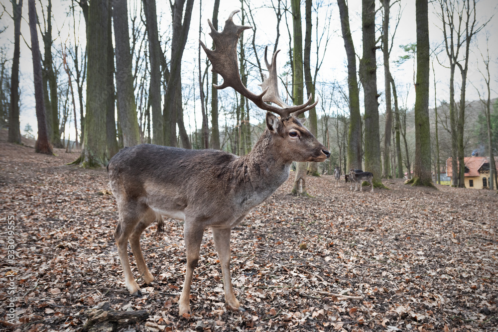 Fallow deer Fallow deer