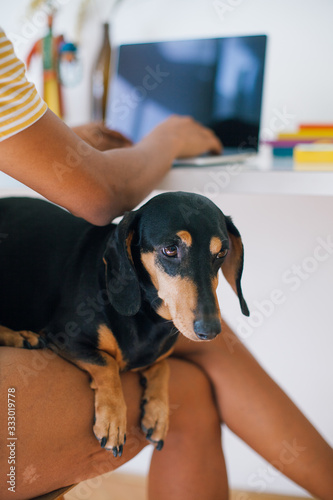 Small black dog sitting in a lap of an recognizable woman photo