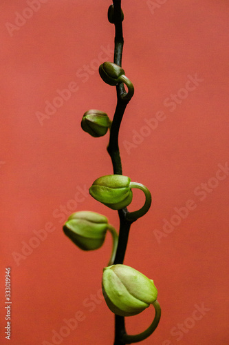 Close up of orchid buds