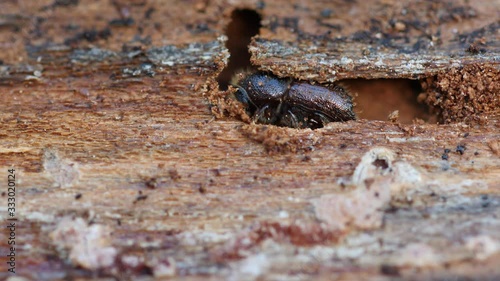 Close up of a spruce bark beetle feeding on wood