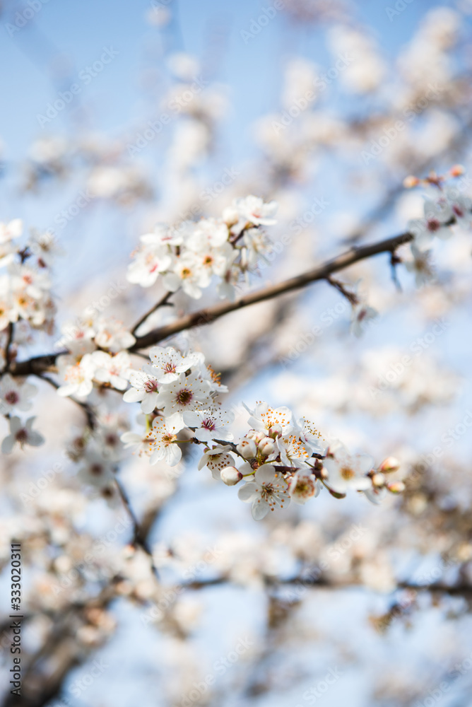 Beautiful background with blooming tree. Spring flowers on the tree. Enjoying nature and springtime Beautiful background with blooming tree. Spring flowers on the tree. Enjoying nature and springtime