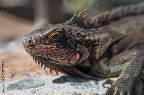 Iguana Basking in the sun