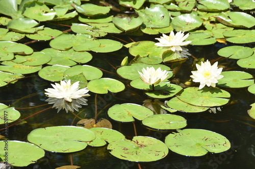 White Water Lilies