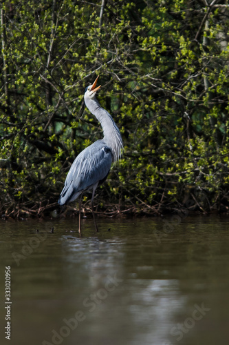 Grey Heron in habitat. Her Latin name is Ardea cinerea.