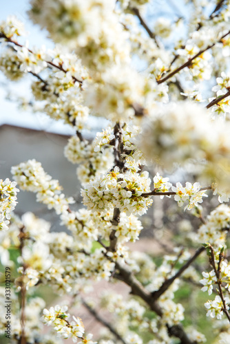Beautiful background with blooming tree. Spring flowers on the tree. Enjoying nature and springtime
