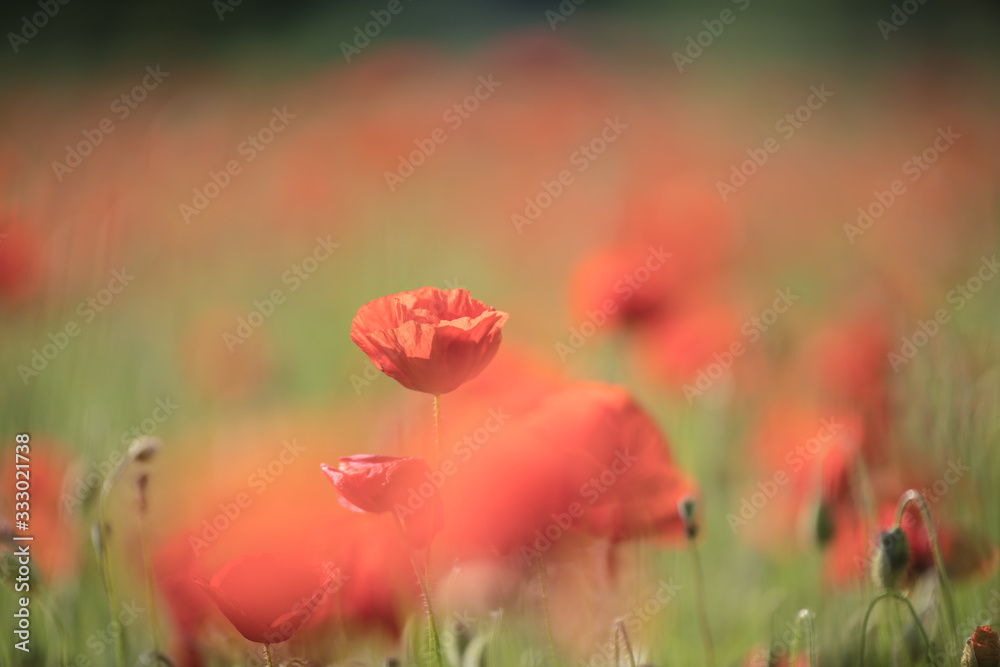 field of red poppies