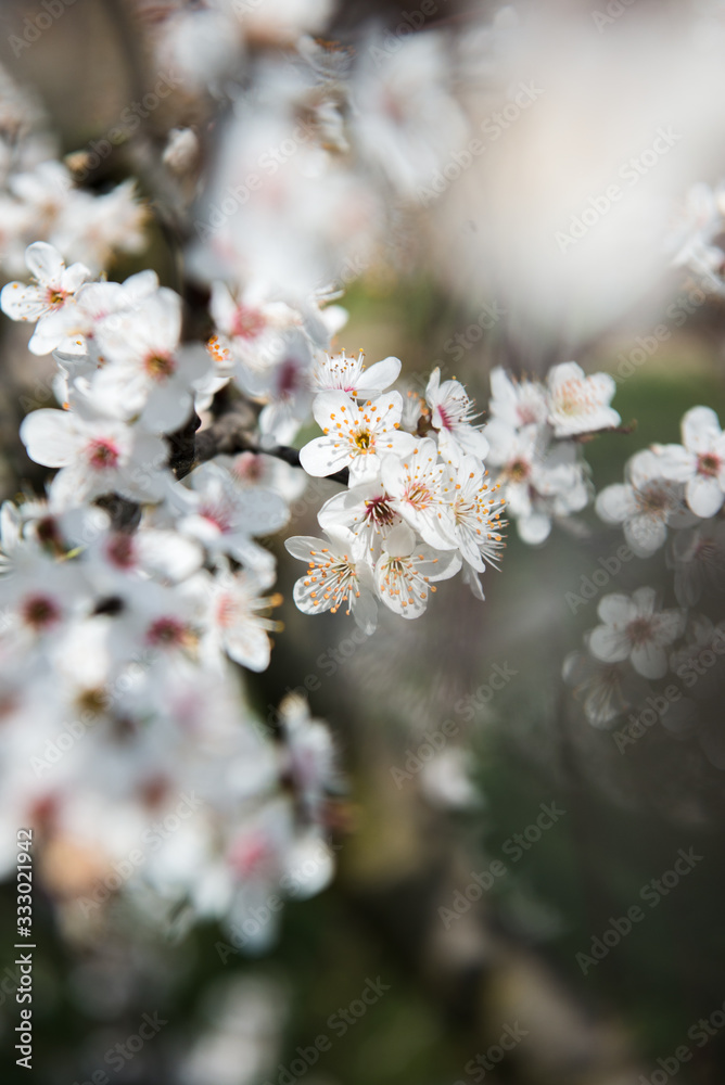 Spring trees with blossom flowers. Beautiful background. Blooming tree at sunny spring day. Spring flowers. Abstract blurred background. Springtime Spring trees with blossom flowers. Beautiful background. Blooming tree at sunny spring day. Spring flowers. Abstract blurred background. Springtime
