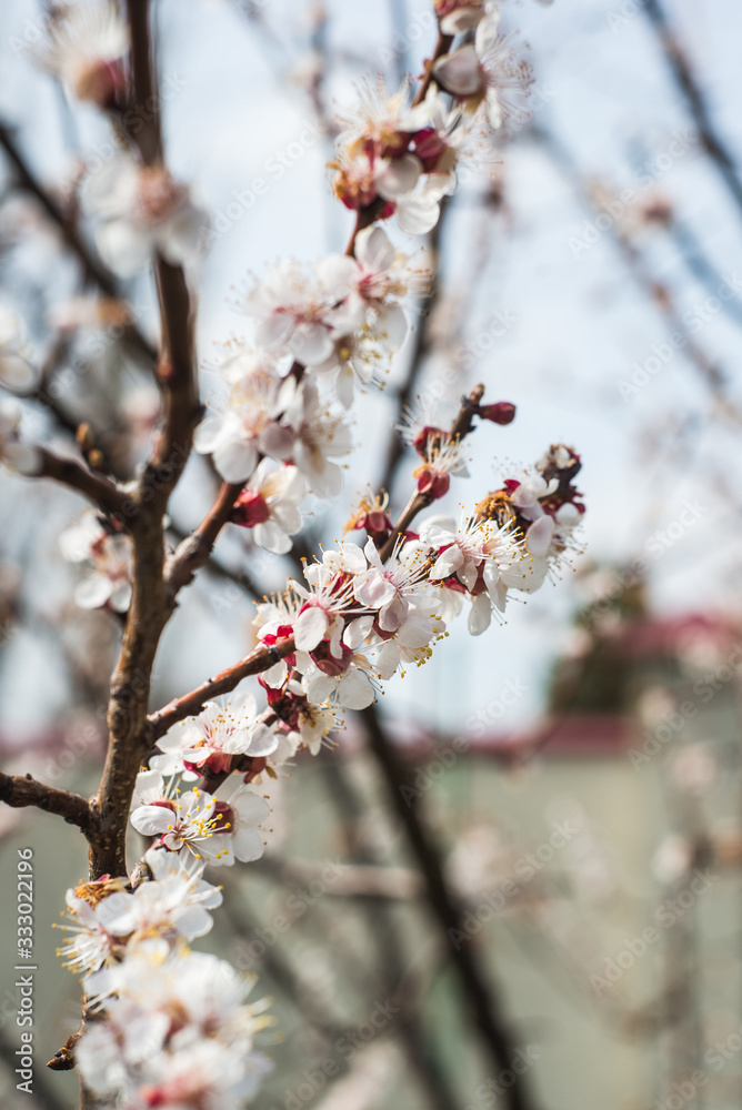 Beautiful background with blooming tree. Spring flowers on the tree. Enjoying nature and springtime Beautiful background with blooming tree. Spring flowers on the tree. Enjoying nature and springtime