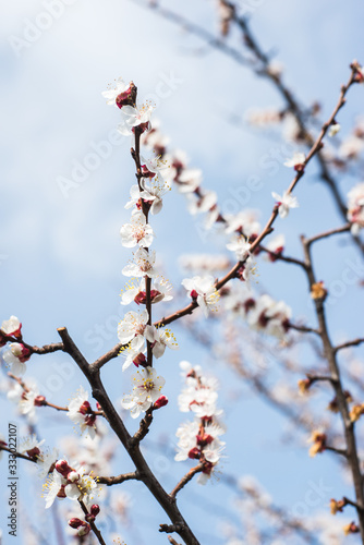 Spring trees with blossom flowers. Beautiful background. Blooming tree at sunny spring day. Spring flowers. Abstract blurred background. Springtime