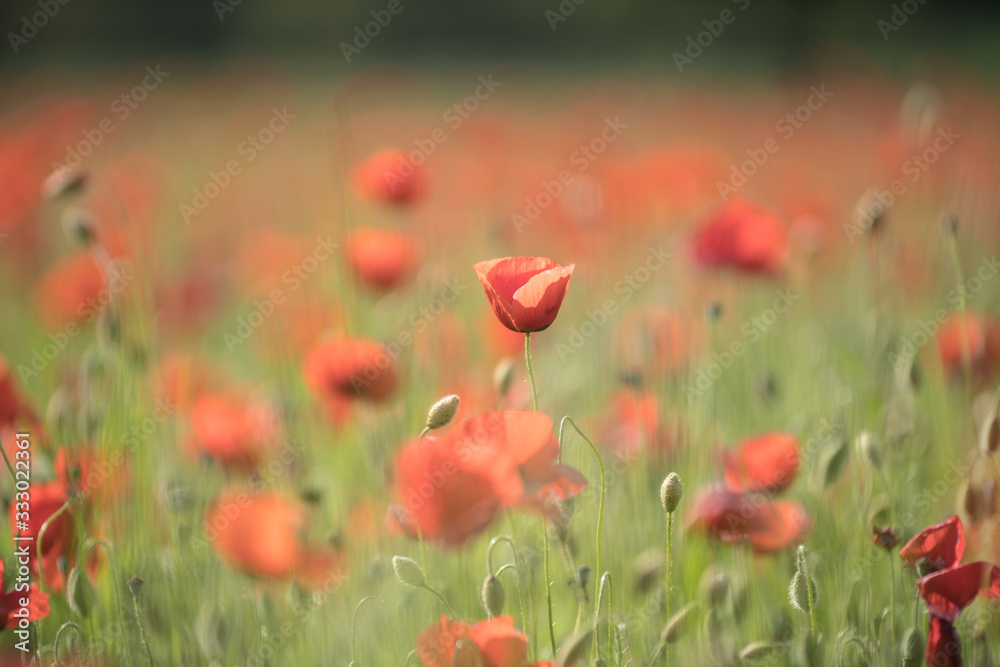 field of red poppies field of red poppies