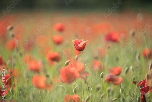 field of red poppies © skazar