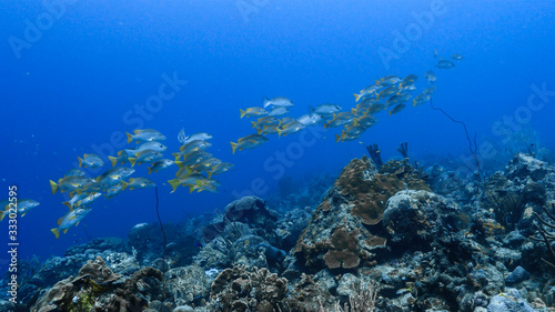 School of Schoolmaster Snapper in turquoise water of coral reef in Caribbean Sea / Curacao