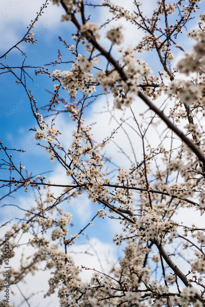 Spring trees with blossom flowers. Beautiful background. Blooming tree at sunny spring day. Spring flowers. Abstract blurred background. Springtime Spring trees with blossom flowers. Beautiful background. Blooming tree at sunny spring day. Spring flowers. Abstract blurred background. Springtime