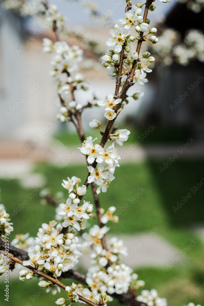 Spring trees with blossom flowers. Beautiful background. Blooming tree at sunny spring day. Spring flowers. Abstract blurred background. Springtime