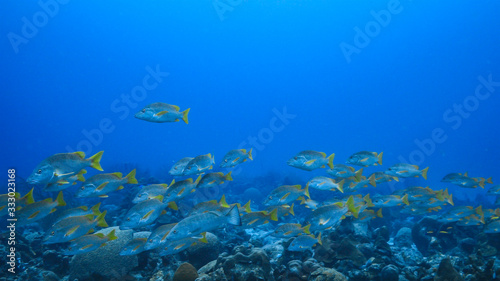 Fototapeta Naklejka Na Ścianę i Meble -  School of Schoolmaster Snapper in turquoise water of coral reef  in Caribbean Sea / Curacao