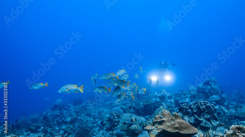 School of Schoolmaster Snapper in turquoise water of coral reef  in Caribbean Sea   Curacao
