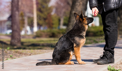 German shepherd puppy in training with dog trainer instructor