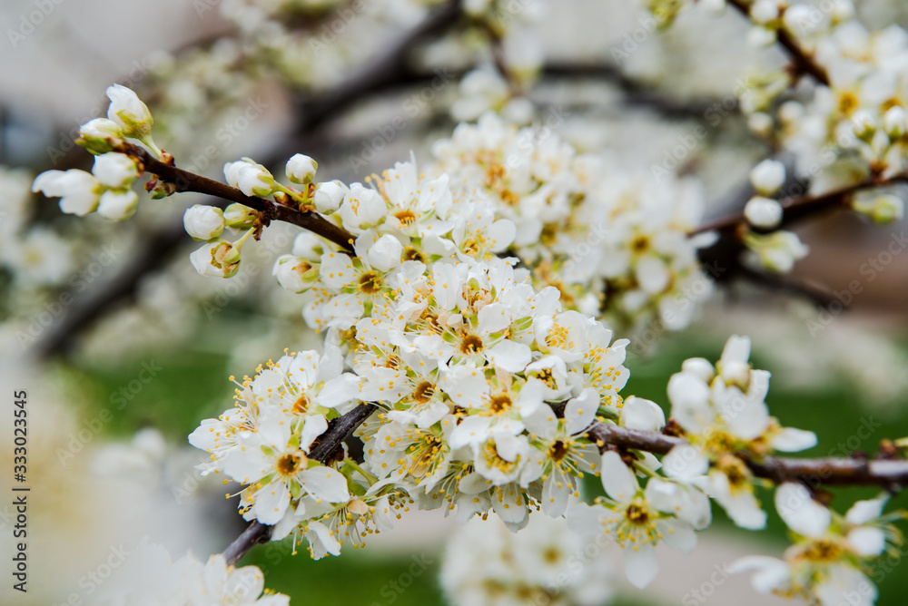 Beautiful background with blooming tree. Spring flowers on the tree. Enjoying nature and springtime Beautiful background with blooming tree. Spring flowers on the tree. Enjoying nature and springtime