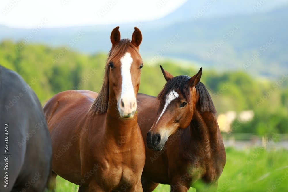 Fototapeta premium beautiful curious horses looking from pasture