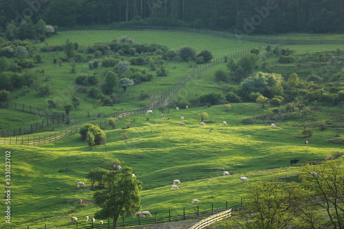 beautiful and stunning scenery of green landscape  with cows 