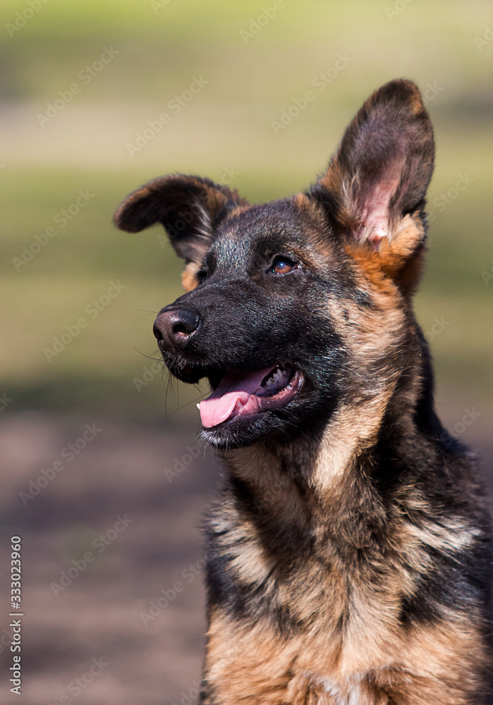 German shepherd puppy training outdoors German shepherd puppy training outdoors