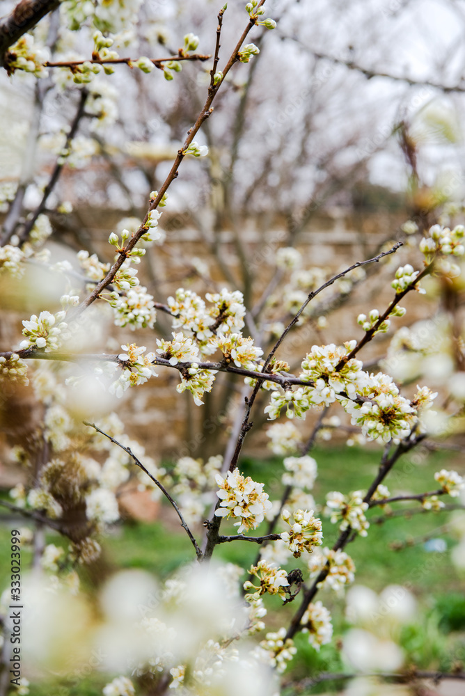 Beautiful background with blooming tree. Spring flowers on the tree. Enjoying nature and springtime