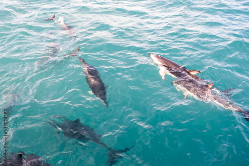 Wilde Delfine schwimmen im Meer