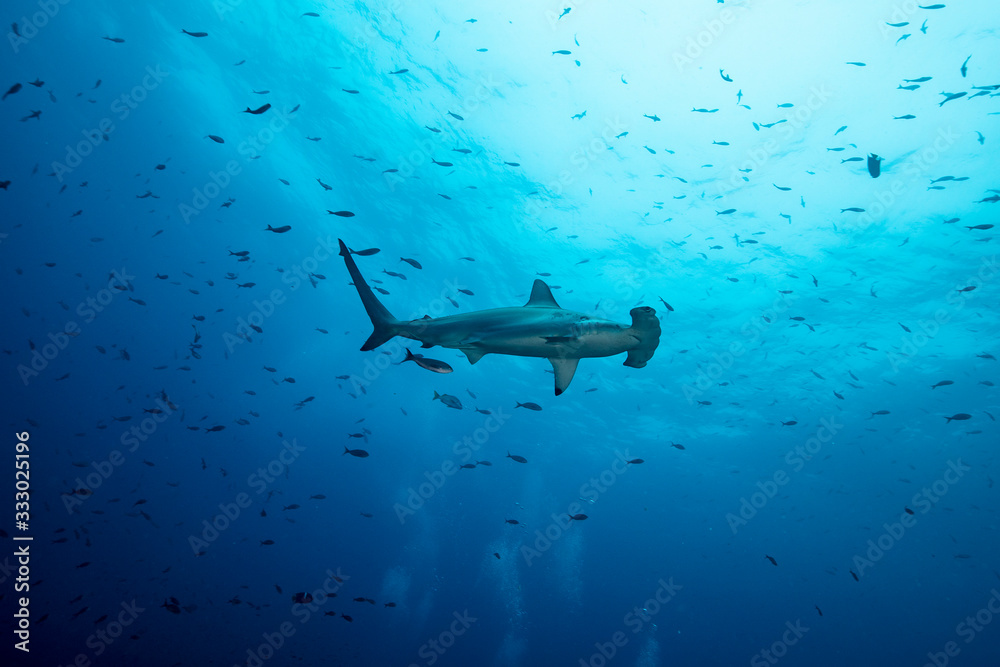 Hammerhead shark in the blue Hammerhead shark in the blue