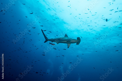 Hammerhead shark in the blue photo
