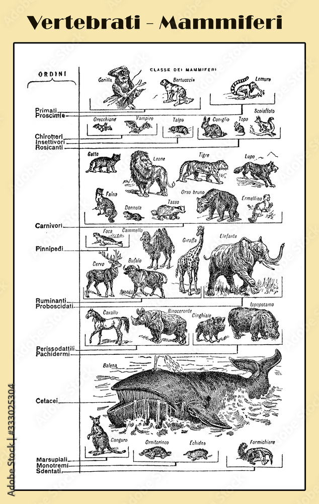 Fototapeta premium Zoology, vertebrates mammals from chiroptera to cetaceans - lexicon illustrated table with Italian names and descriptions