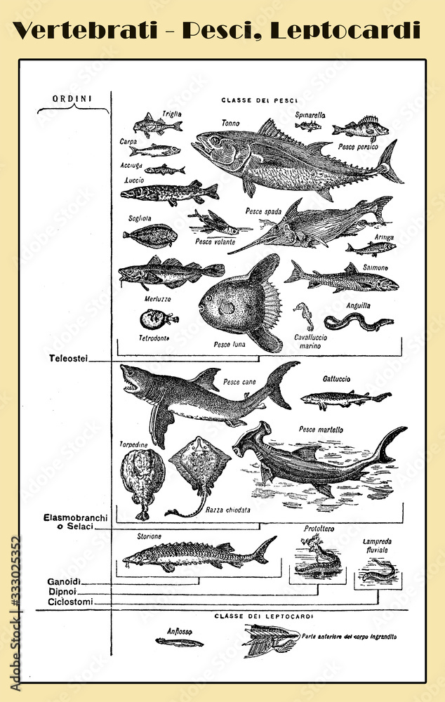 Zoology, marine vertebrates,  all kind of sea and freshwater fishes and cephalochordata  -  lexicon illustrated table with Italian names and descriptions