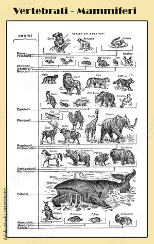 Zoology,  vertebrates mammals from chiroptera to cetaceans  -  lexicon illustrated table with Italian names and descriptions photo
