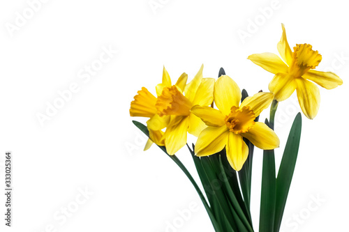 Narcissus (Narzissen, Narcissus) isolated on white background, inclusive clipping path