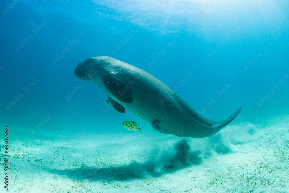 Rare and endangered Dugong feeding on Seagrass Rare and endangered Dugong feeding on Seagrass
